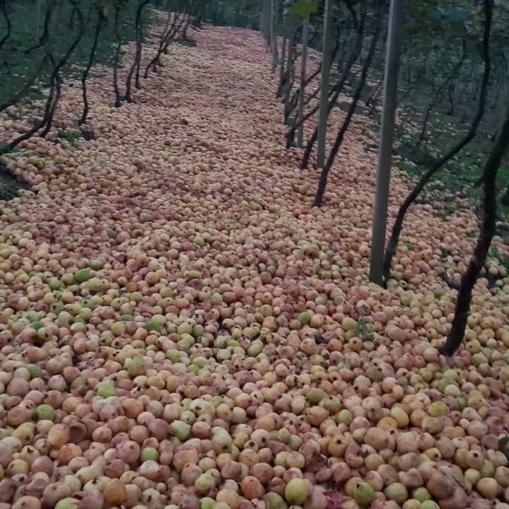 Goiabas; perdas