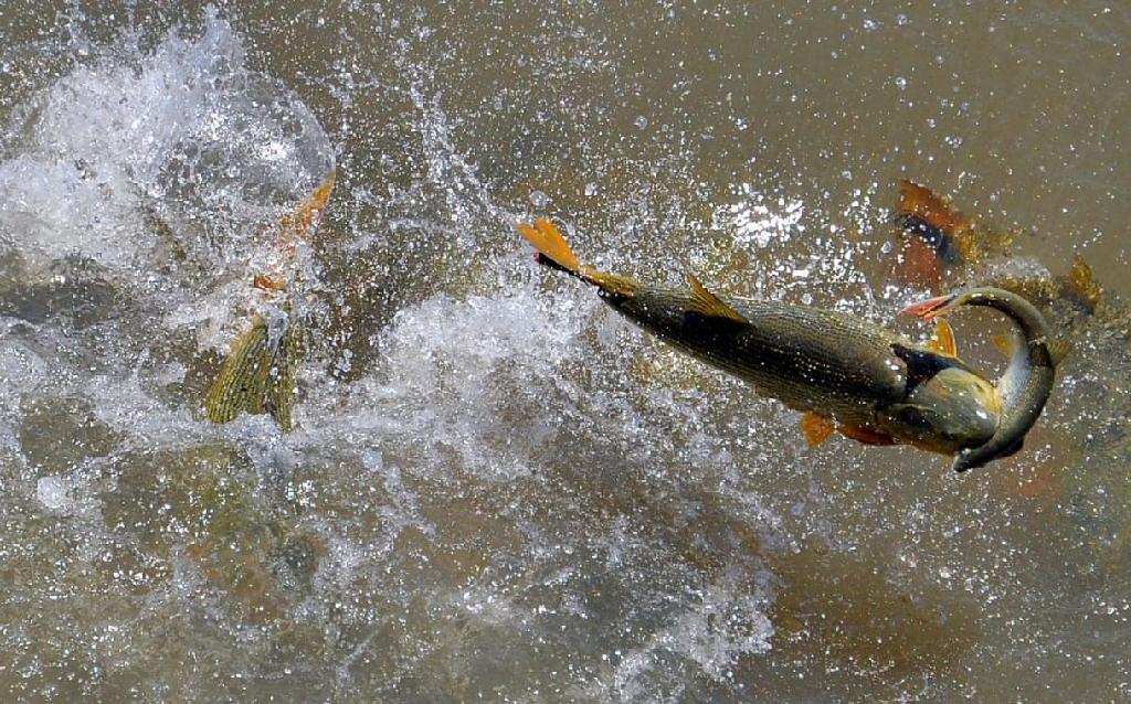 Cepesca define calendário da Piracema 2026/2027: Pesca será proibida em Mato Grosso a partir de outubro
