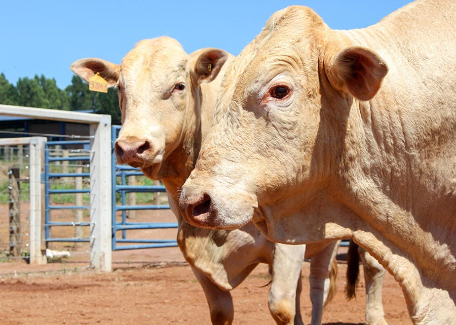 Para um touro receber o selo Canchim on Dairy, deve atender a critérios técnicos baseados em avaliações genéticas para garantir o desempenho e a segurança do cruzamento