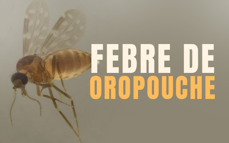 Alerta de Saúde: Febre Oropouche avança em Mato Grosso e acende sinal amarelo
