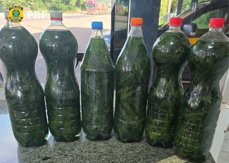 cachaça com maconha
