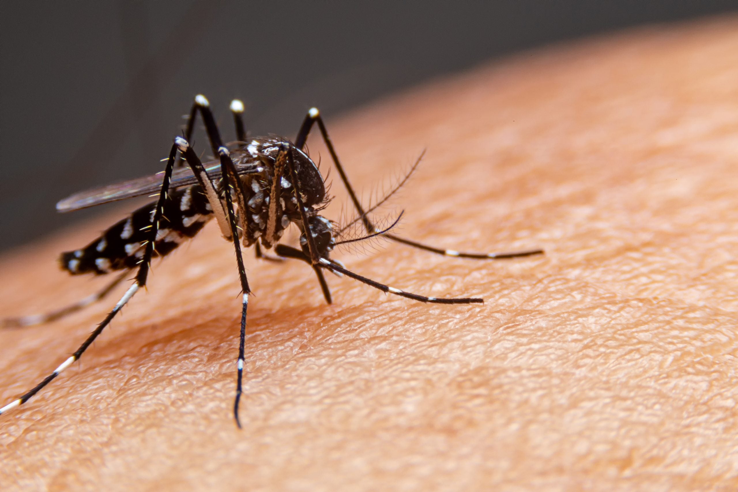 Colíder Inova no Combate à Dengue com Tecnologia de Monitoramento Digital