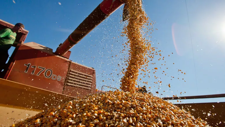 Mato Grosso registra queda de 55,6% nas exportações de milho em março; entenda os motivos