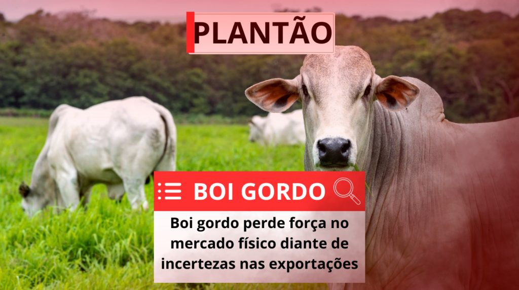 Boi gordos no pasto, imagem com degradê vermelho e plantão com a manchete.