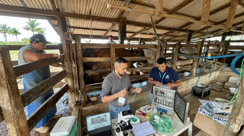 Pequenos produtores de Colíder vão produzir mais de 25 litros de leite por dia com programa de fertilização de embriões